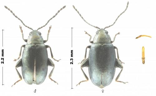 Réf. 249 951 : Phyllotreta nigripes